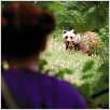 Der Fuchs und das Mädchen : photo Bertille Noël-Bruneau, Luc Jacquet