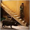 Das Schwein von Gaza : Bild Sylvain Estibal