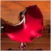 Flamenco, Flamenco : photo