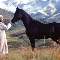 Schwarzer Hengst Knallt India Summer Schwarzer Hengst Knallt India Summer
