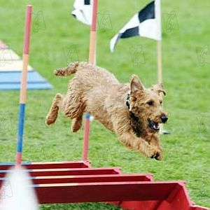 Rexx Der Feuerwehrhund