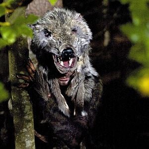 Wolfsfährte Wolfsfährte