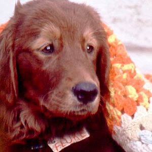 Fluke Ein Hund Räumt Auf