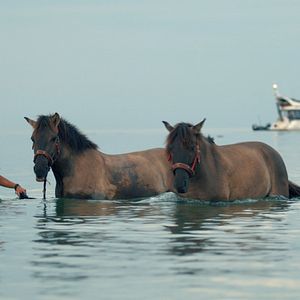 Magie Der Wildpferde