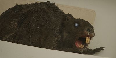 Zombiber Film 2014 FILMSTARTS.de