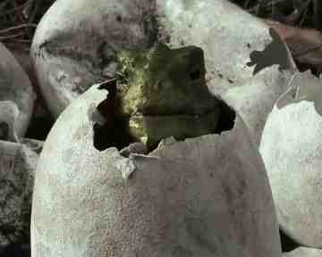 Speckles - Die Abenteuer Eines Dinosauriers Speckles - Die Abenteuer Eines Dinosauriers