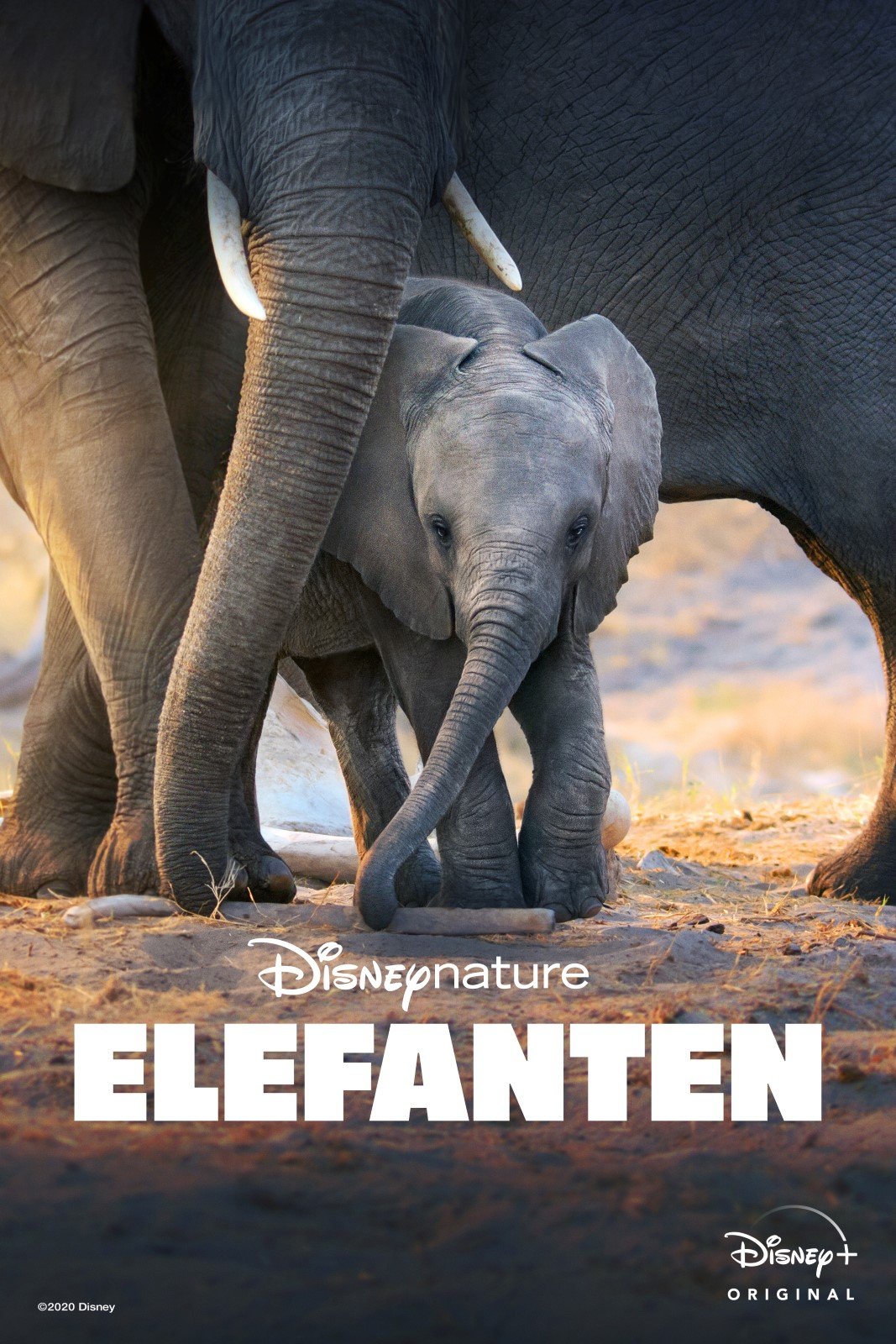 Elefanten Film Filmstarts De