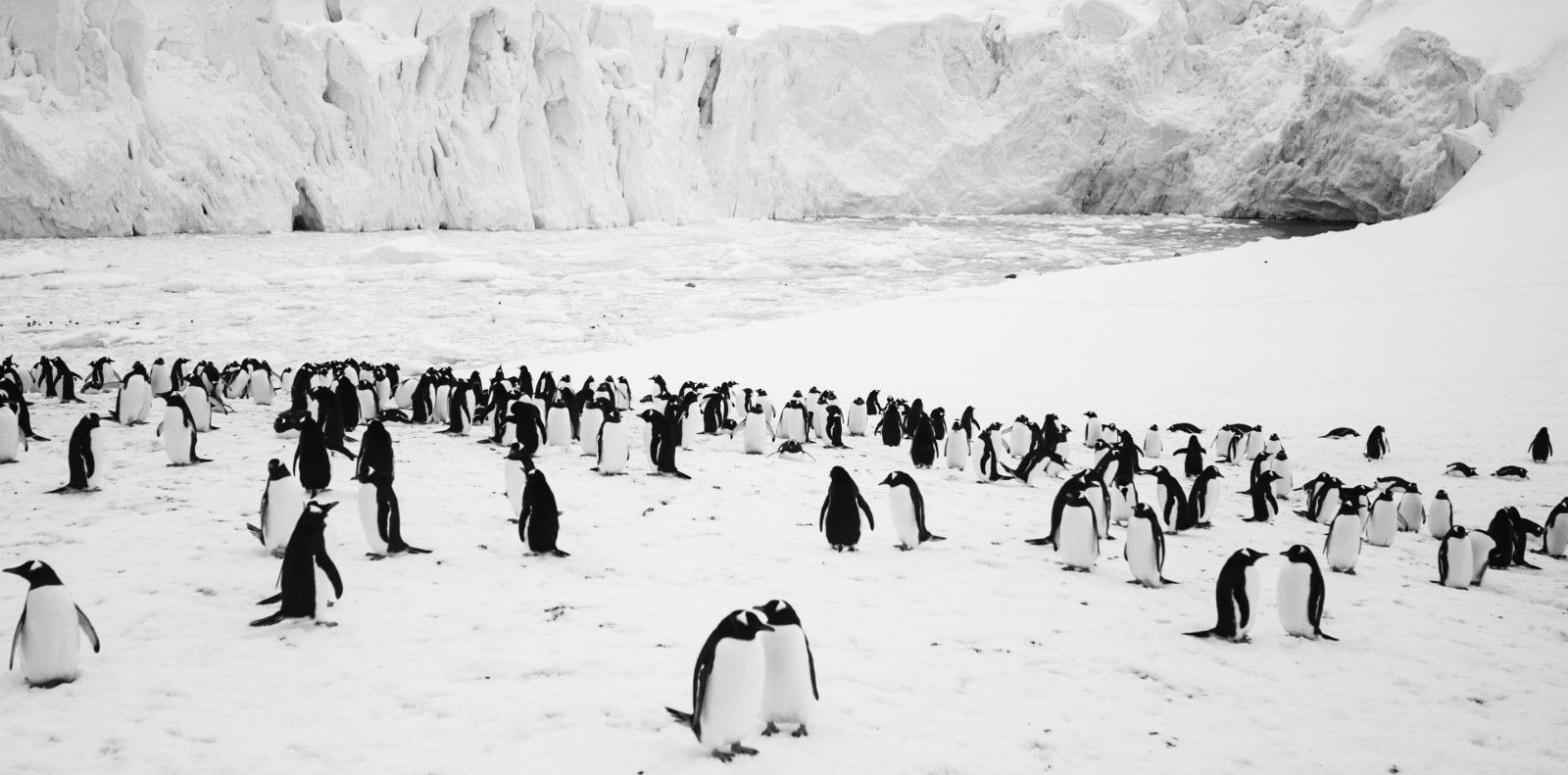 Foto zum Film Rückkehr zum Land der Pinguine Bild 4 auf 10