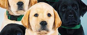 Im Trailer zu "Pick Of The Litter" werden süße Hundewelpen zu Begleithunden ausgebildet Im Trailer zu "Pick Of The Litter" werden süße Hundewelpen zu Begleithunden ausgebildet