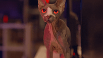Mit einer Terror-Nacktkatze: Trailer zum Billig-"Friedhof der Kuscheltiere" "Pet Graveyard" Mit einer Terror-Nacktkatze: Trailer zum Billig-"Friedhof der Kuscheltiere" "Pet Graveyard"