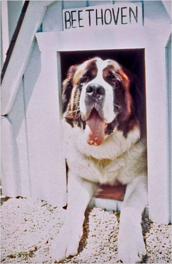 ein hund namens beethoven ein hund namens beethoven
