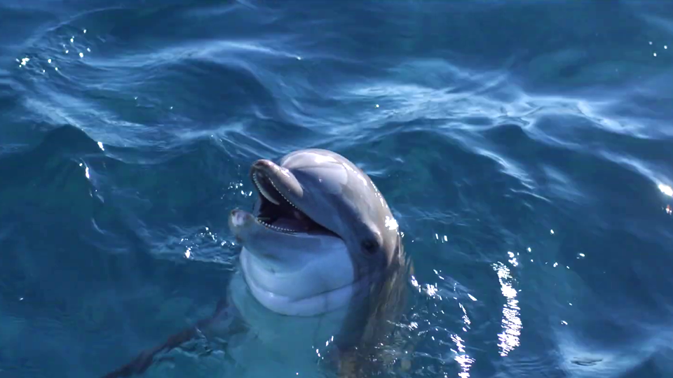 Bernie, Der Delfin 2 - Ein Sommer Voller Abenteuer Trailer DF ...