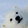Bilder Ice 
