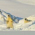 Bilder Snow 