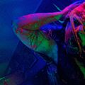 Bilder Joe Begos