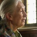Bilder Jane Goodall