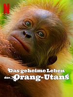 Poster der Das geheime Leben der Orang-Utans