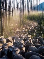 Poster der Sweetgrass