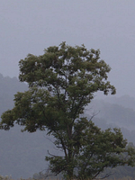 Poster der The Prison in Twelve Landscapes