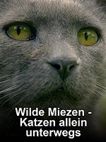 Poster der Wilde Miezen