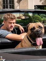 Bild von Der Bulle und das Biest