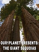 Poster der Our1Planet Presents: The Giant Sequoias