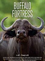 Poster der Rivalen: Löwen vs. Büffel