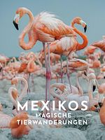 Poster der Mexikos magische Tierwanderungen