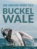 Poster der Die große Reise der Buckelwale