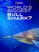 Poster der Der größte Bullenhai der Welt?