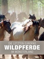 Poster der Die letzten Europas - Wildpferde im Münsterland
