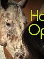 Poster der Horse Opera