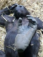 Poster der Der unsichtbare Zoo