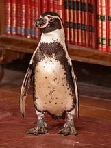 foto von Baba and Richard 