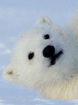 foto von Ice 