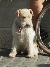 foto von Lucky 