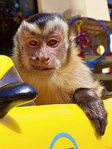 foto von Monty der Affe