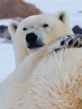 foto von Frost 
