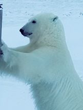foto von Snow 