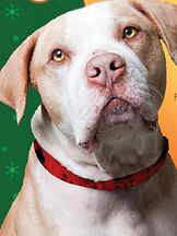 foto von Hercules Rossi