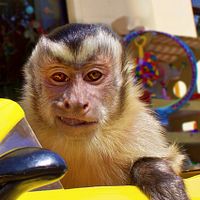 Bilder Monty der Affe