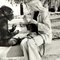 Bilder Penny Patterson