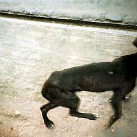 Bilder Ross Kauffman