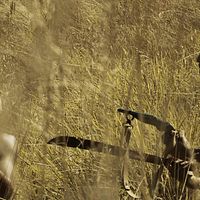 Bilder Leonel Arancibia