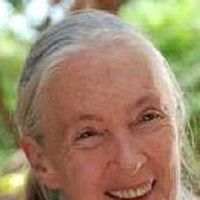 Bilder Jane Goodall