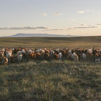 Bilder Gunsmaa Tsogzol