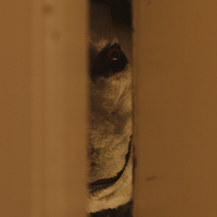 Bilder Nicolai Narvesen Lied