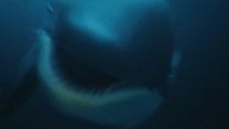Bild von Killer Whale Trailer OV