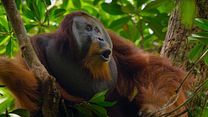 Bild von Disneynature: Orang-Utans Trailer OmdU