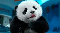 Bild von Panda Plan Trailer DF